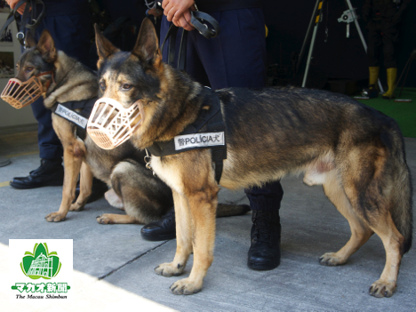 マカオの警察犬（写真はイメージ）―本紙撮影