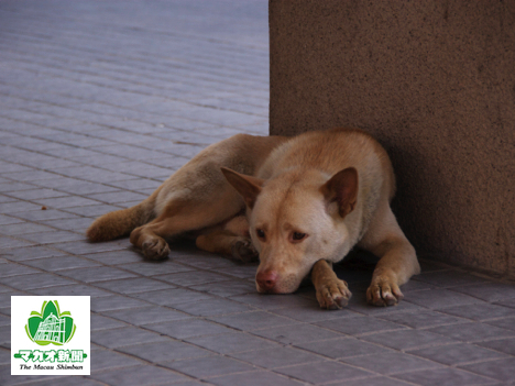 コタイ地区の出入境施設付近で見かけた飼い主不明の犬（資料）―本紙撮影