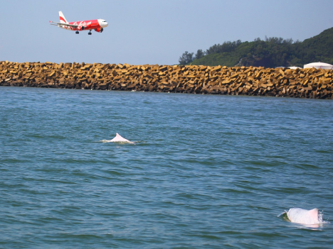 マカオ国際空港東側沿岸で撮影されたシナウスシロイルカの写真（写真提供：中山大学海洋学院）