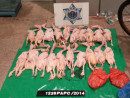 マカオ税関ではハンドキャリーによる未検疫家禽類の持ち込みに対する摘発を強化している＝2014年5月、マカオ・關閘（写真：澳門海關）