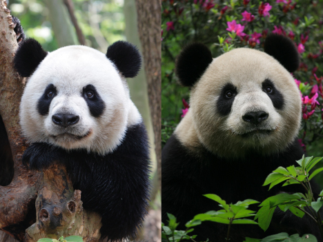 左がオスの「カイカイ（開開）」（7歳）、右がメスの「シンシン（心心）」＝2015年4月（写真：GCS）