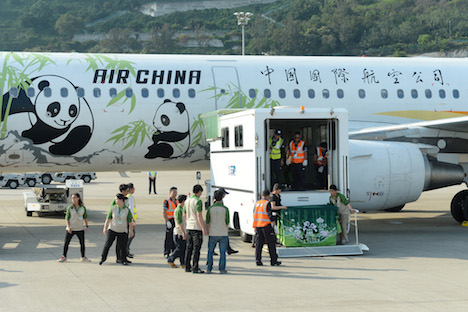 中国四川省の成都双流国際空港からマカオ国際空港に到着したジャイアントパンダのつがい＝4月30日（写真：GCS）