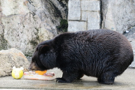 特製ムーンケーキを味わうツキノワグマ「BoBo」＝9月27日、マカオ・二龍喉公園（写真：IACM）