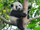 ジャイアントパンダ(写真:MGM China)