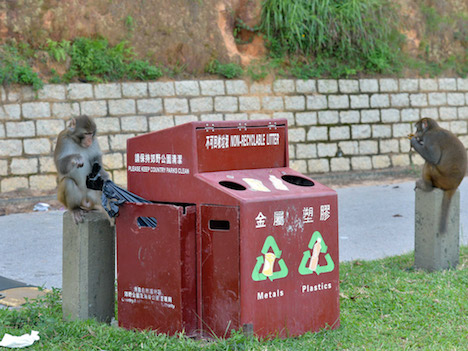 ゴミ箱から食べ物を探す野生サル（写真：news.gov.hk）