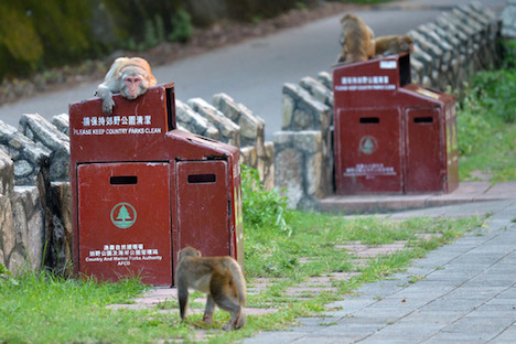 ゴミ箱に集まる野生サル（写真：news.gov.hk）