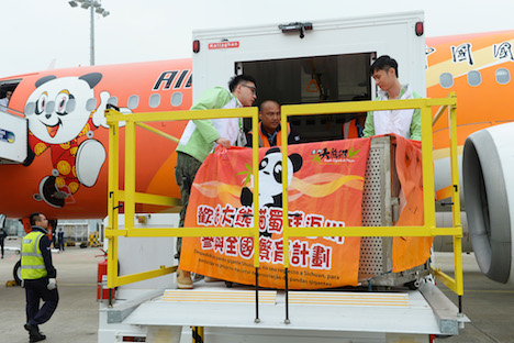 エアチャイナの専用機で四川省・成都へ向かうスーヤン＝11月29日、マカオ国際空港（写真：GCS）