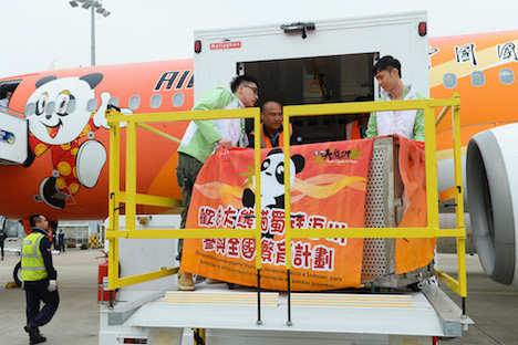 エアチャイナの専用機で四川省・成都へ向かうスーヤン＝11月29日、マカオ国際空港（写真：GCS）