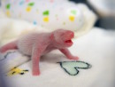 マカオで誕生したパンダの双子の「大孖」=6月26日、マカオジャイアントパンダパビリオン(写真:IACM)