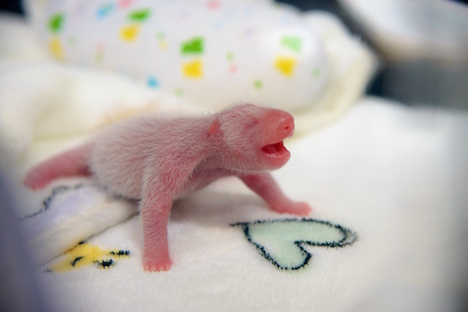 マカオで誕生したパンダの双子の「大孖」＝6月26日、マカオジャイアントパンダパビリオン（写真：IACM）