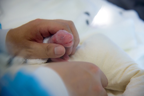 マカオで誕生したパンダの双子の「細孖」＝6月26日、マカオジャイアントパンダパビリオン（写真：IACM）