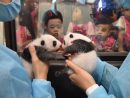 生後1ヶ月を迎え、地元の保育園児に披露された双子のパンダ=7月26日、マカオジャイアントパンダパビリオン(写真:IACM)