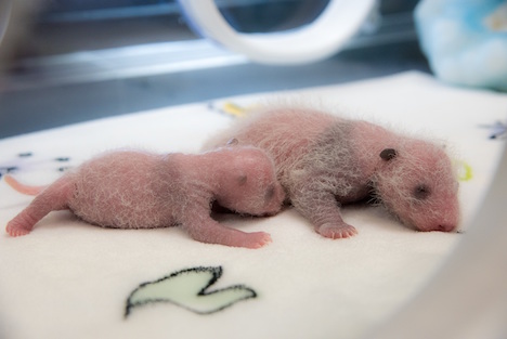 シンシンが6月26日に出産した双子のパンダ＝7月5日、マカオジャイアントパンダパビリオン（写真：IACM）