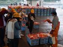 境漁港(境港市)でベニズワイガニの競りの様子を取材