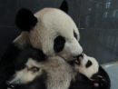 赤ちゃんパンダの世話をする心心=マカオジャイアントパンダパビリオン(写真:IACM)