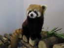 マカオにやってきたレッサーパンダのメス(写真:IACM)