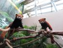 マカオで一般公開されるレッサーパンダのつがい(左がオスの烙烙、右がメスの燑燑)=マカオ・石排灣郊野公園(写真:IACM)