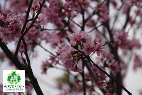 マカオ・ギアの丘の「広州桜」＝2017年5月1日－本紙撮影