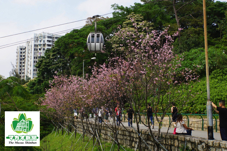 上空からのお花見も楽しめるマカオ・松山ロープウェイ（資料）－本紙撮影