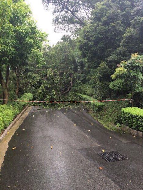 マカオ半島・松山市政公園の倒木事故現場=2017年6月17日(写真:IACM)