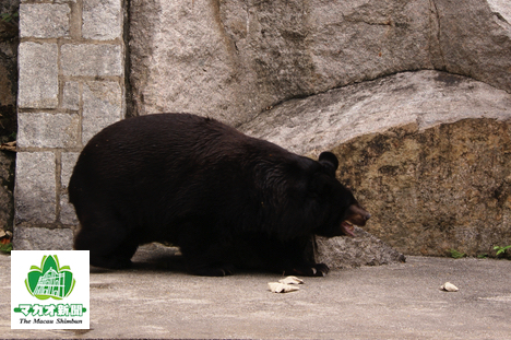 ツキノワグマのBOBO（資料）＝マカオ・二龍喉公園－本紙撮影