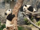 マカオの双子の赤ちゃんパンダ、兄の健健(右)と弟の康康(左)=2017年2月-本紙撮影
