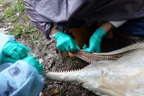 ピンクイルカの年齢調査のため専門家らが歯を採取する様子（写真：IACM）