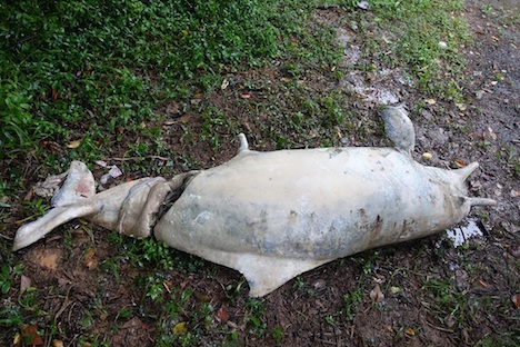 ピンクイルカの死骸はコロアン島の山中に埋葬された（写真：IACM）