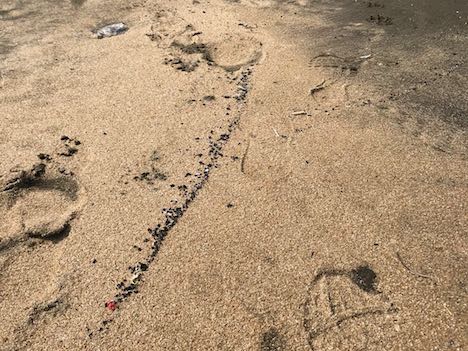 ハクサビーチで見つかった黒い粒子状の異物（写真：マカオ政府海事・水務局）