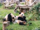 2歳の誕生日を迎えた双子のオスのジャイアントパンダの健健(左)と康康(右)=2018年6月26日(写真:IACM)
