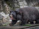 マカオ市民に愛されてきたツキノワグマのBOBO(写真:IACM)