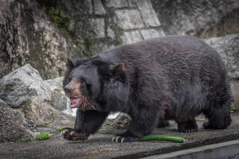 マカオ市民に愛されてきたツキノワグマのBOBO（写真：IACM）