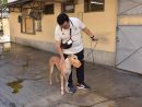 ドッグレース場に遺棄されたレース犬の健康状況を確認する市政署(当時名称:民政総署)の職員(資料)=2018年7月(写真:IAM)
