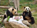 3歳の誕生日を迎えた双子のオスのジャイアントパンダの健健と康康=2019年6月26日(写真:IAM)