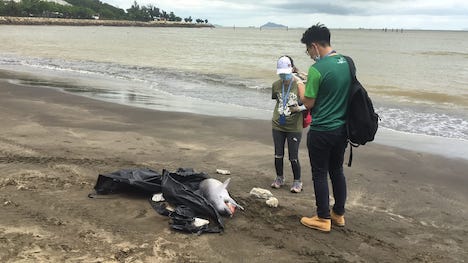 マカオ・コロアン島のハクサビーチで見つかったピンクイルカの死骸＝2019年6月29日（写真：IAM）